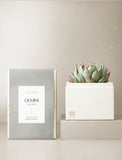 Succulent in gift box. - Image 