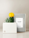 Succulent in gift box. - Image 
