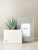 Succulent in gift box. - Image 