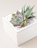 Succulents in gift box. - Image 