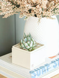 Succulents in gift box on stack of books. - Image 