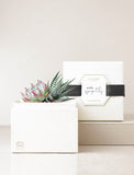 Succulents in gift box with "With Sympathy" message. - Image 
