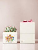 Succulents in gift box. - Image 
