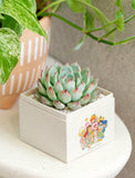 Succulents in gift box. - Image 
