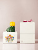 Succulents in gift box. - Image 