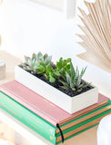 Three succulents in gift box on top of stack of books. - Image 