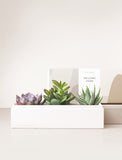 Succulents in gift box with Welcome Home sleeve. - Image 