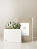 Succulent in gift box. - Image 