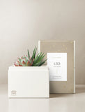 Succulent in gift box. - Image 