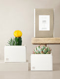 Succulent in gift box. - Image 