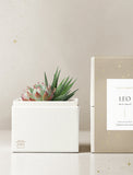 Succulent in gift box. - Image 