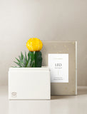 Succulent in gift box. - Image 