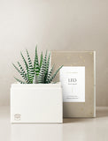 Succulent in gift box. - Image 
