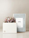 Succulent in gift box. - Image 