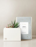 Succulent in gift box. - Image 