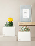 Succulent in gift box. - Image 