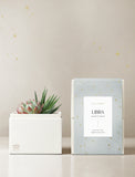 Succulent in gift box. - Image 