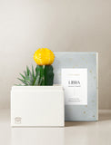 Succulent in gift box. - Image 