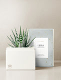 Succulent in gift box. - Image 