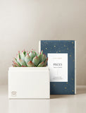 Succulent in gift box. - Image 