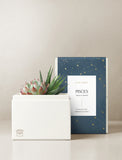 Succulent in gift box. - Image 