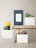 Succulent in gift box. - Image 