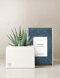 Succulent in gift box. - Image 