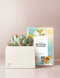 Succulents in gift box. - Image 