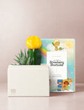 Succulents in gift box. - Image 