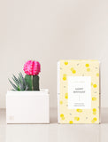 Two succulents in gift box with Happy Birthday sleeve. - Image 