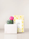 Two succulents in gift box next to Happy Birthday sleeve. - Image 