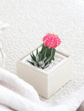 Succulents in gift box. - Image 