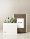 Succulent in gift box. - Image 