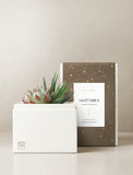 Succulent in gift box. - Image 