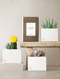 Succulent in gift box. - Image 