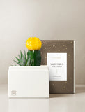 Succulent in gift box. - Image 