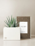 Succulent in gift box. - Image 