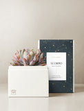 Succulent in gift box. - Image 