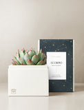 Succulent in gift box. - Image 