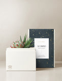 Succulent in gift box. - Image 