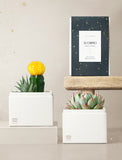 Succulent in gift box. - Image 