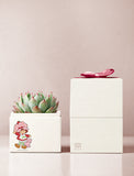 Succulents in gift box. - Image 