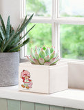 Succulents in gift box. - Image 