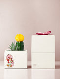 Succulents in gift box. - Image 
