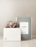 Succulent in gift box. - Image 
