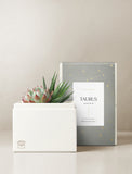 Succulent in gift box. - Image 