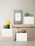 Succulent in gift box. - Image 
