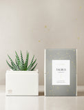 Succulent in gift box. - Image 
