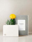 Succulent in gift box. - Image 