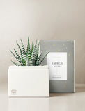 Succulent in gift box. - Image 